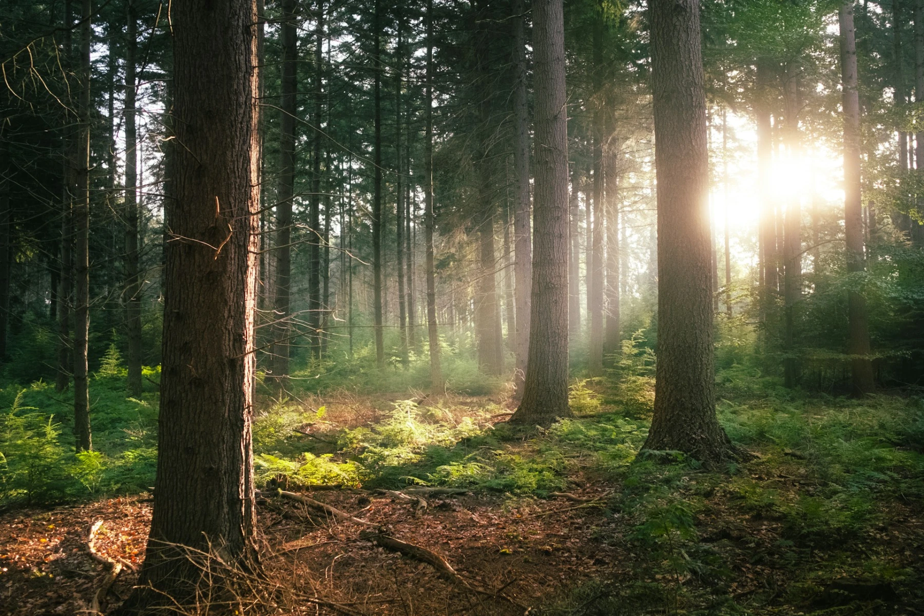 Andromede CMS Andromede CMS